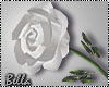 ^B^ White Rose in hand