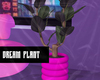 Dream Plant