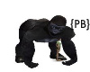 {PB}A New Gorilla Pet