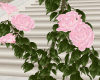 Rose Climbing Wall Pink
