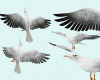 `S` Seagulls