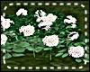 *Y* Hortensia - white