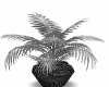 Silver Palm