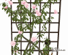 Roses Pink