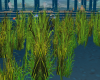 WW Animated Sea Weeds