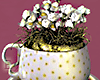 Potted Teapot