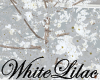 Flowering Dogwood White