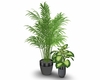 2 potted plants