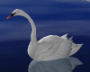 ^YLZ^Animated Swan
