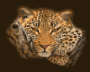Animated Tiger 12