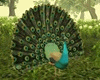 [LP] Still Peacocks