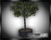 [BGD]Ficus Tree W/Lights