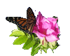Butterfly on Rose