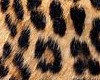 Leopard Suit Jacket w/Ti