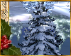 I~Snowy Winter Pine Tree