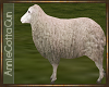 White Farm Sheep