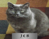 Jeb Cat