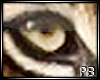 {PB}Tiger Eyes Male
