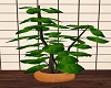 Tropical Bonsai Plant