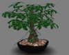 (EK) Bonsai Tree