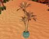 Surf n Sand Palm
