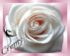 ¤C¤ White real rose