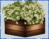 Flower Box