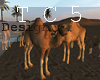 Camel group
