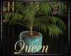 !Q Coffee Potted Plant