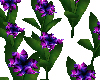 purple flower 255 