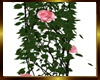 Amour Vines  Roze
