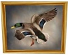 Mallard Duck Picture