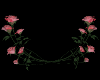 Pink Roses for Arches