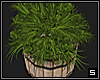 Patio Plant  -1-