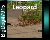 [BD] Leopard