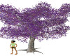 Spring lilac Tree