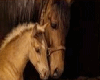 Mom & Baby Horse Carpet
