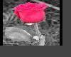Rose Picture ~ sticker