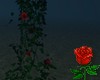 Rose Pillar Vine