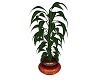 Potted Plant #4