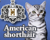 [HK]American shorthair