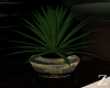 Z: Zen Small Plant