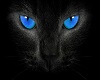 Cat eye blue