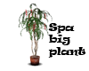 Spa big plant