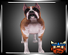 [Pav] Boxer Dog.