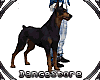 *Doberman Dog  /Pet