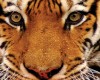 Beautiful Tiger Face