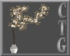 CTG  MAGNOLIA TREE