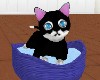 Black Tubby Kitten