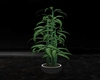 Tall black potted plant